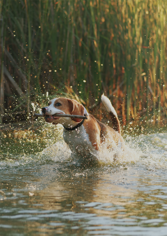 beagle dog bounding through a lake with a stick in mouth