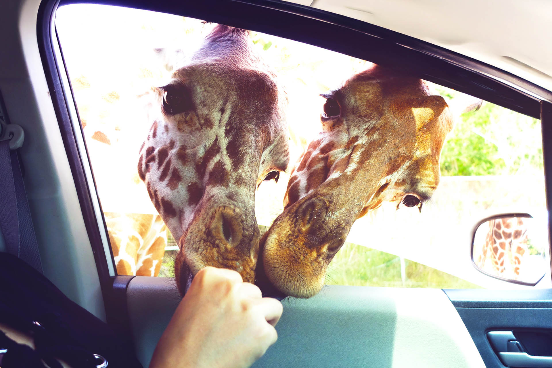 Safari Drive-Thru at Wild Florida