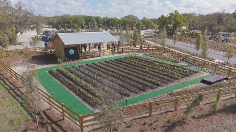 A fenced community garden with rows of planted crops and a wooden shed at one end; people are gathered near the shed, and trees and a road are visible in the background under a partly cloudy sky.