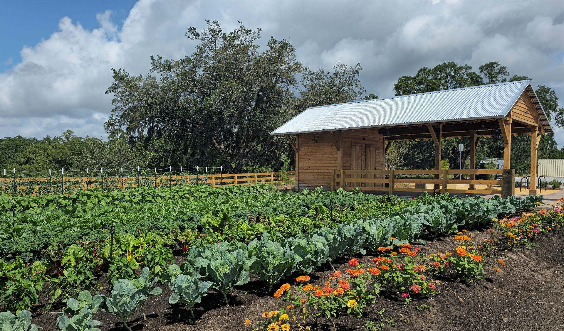 The Grow-First Harvest-2 A thriving community garden with rows of leafy green vegetables and colorful flowers surrounding a rustic wooden farm stand beneath a bright sky with large clouds.